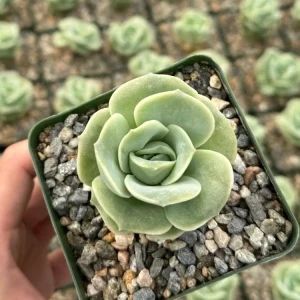 Graptoveria Lovely Rose Live Plant - Green Rose Succulent - 3 Inch Pot - Image 3