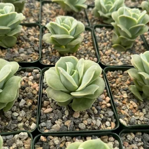 Graptoveria Lovely Rose Live Plant - Green Rose Succulent - 3 Inch Pot - Image 4