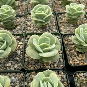 Graptoveria Lovely Rose Live Plant - Green Rose Succulent - 3 Inch Pot - Image 5
