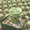 Graptoveria Lovely Rose Live Plant - Green Rose Succulent - 3 Inch Pot - Image 1