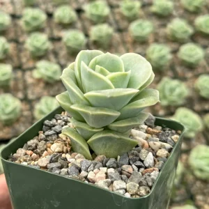 Graptoveria Lovely Rose Live Plant - Green Rose Succulent - 3 Inch Pot - Image 1
