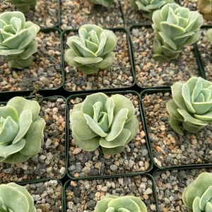Graptoveria Lovely Rose Live Plant - Green Rose Succulent - 3 Inch Pot - Image 6
