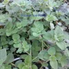 Greek Hot and Spicy Oregano Live Plant - Edible Herb - 4" Pot - Image 1