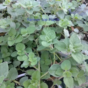 Greek Hot and Spicy Oregano Live Plant - Edible Herb - 4" Pot - Image 1