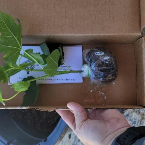 Green Ischia Fig Tree Live Plant 5-9 inches Tall - Cold Hardy Zones 7-10 - Image 2