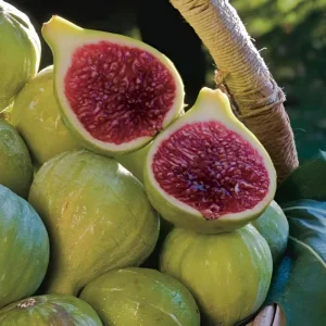 Green Ischia Fig Tree Live Plant 5-9 inches Tall - Cold Hardy Zones 7-10 - Image 3