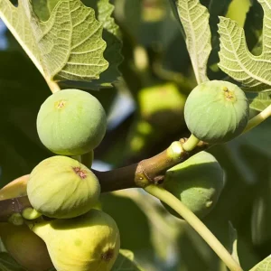 Green Ischia Fig Tree Live Plant 5-9 inches Tall - Cold Hardy Zones 7-10 - Image 4