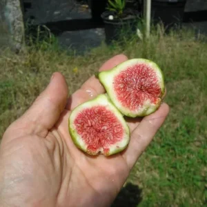 Green Ischia Fig Tree Live Plant 5-9 inches Tall - Cold Hardy Zones 7-10 - Image 5