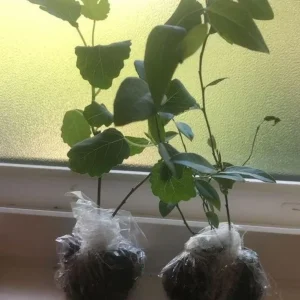 Green Ischia Fig Tree Live Plant 5-9 inches Tall - Cold Hardy Zones 7-10 - Image 6