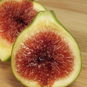 Green Ischia Fig Tree Live Plant 5-9 inches Tall - Cold Hardy Zones 7-10 - Image 1