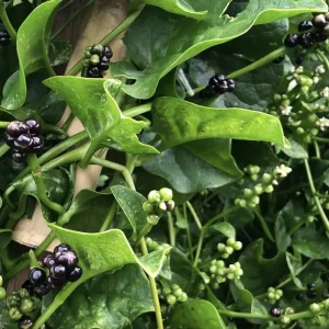Green Malabar Spinach Live Plants – 2 Pack, 5-9 Inches Tall – Basella Alba Vine - Image 2