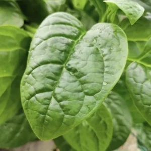 Green Malabar Spinach Live Plants – 2 Pack, 5-9 Inches Tall – Basella Alba Vine - Image 3