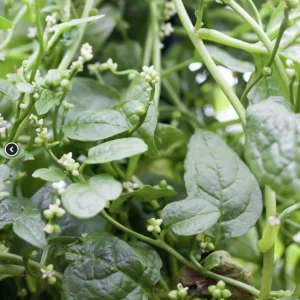 Green Malabar Spinach Live Plants – 2 Pack, 5-9 Inches Tall – Basella Alba Vine - Image 4