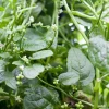 Green Malabar Spinach Live Plants – 2 Pack, 5-9 Inches Tall – Basella Alba Vine - Image 1