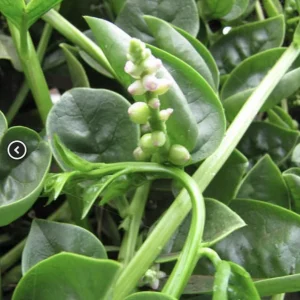 Green Malabar Spinach Live Plants – 2 Pack, 5-9 Inches Tall – Basella Alba Vine - Image 5