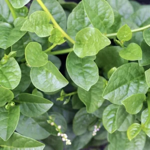 Green Malabar Spinach Live Plants – 2 Pack, 5-9 Inches Tall – Basella Alba Vine - Image 6