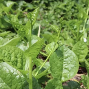 Green Malabar Spinach Live Plants – 2 Pack, 5-9 Inches Tall – Basella Alba Vine - Image 7
