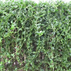 Green Malabar Spinach Live Plants – 2 Pack, 5-9 Inches Tall – Basella Alba Vine - Image 8