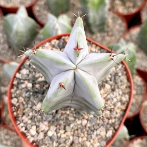 Grey Ghost Organ Pipe Cactus Live Plant - Stenocereus Pruinosus - 2" or 6" Pot - Image 2