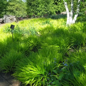 Hakonechloa Macra 'All Gold' Japanese Forest Grass Live Plant Starter 2.5x3.5 inch Pot - Image 1