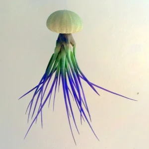 Hanging Air Plant Kit - Purple Sea Urchin Shell Planter - Live Plant Decor - Image 1
