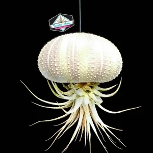 Hanging Air Plant Kit with 3 Sea Urchin Shells & 3 Live Air Plants – Fully Assembled - Image 5