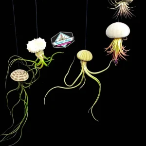 Hanging Air Plant Kit with 3 Sea Urchin Shells & 3 Live Air Plants – Fully Assembled - Image 1