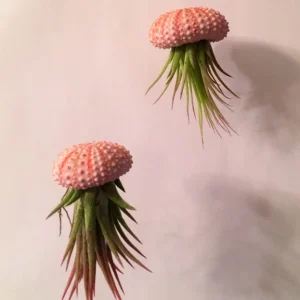 Hanging Air Plant Sea Urchin Planter Kit - Double Set with 2 Tillandsia Plants - Image 2