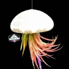 Hanging Air Plant Sea Urchin Planter Kit - Double Set with 2 Tillandsia Plants - Image 1