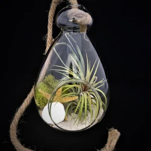 Hanging Air Plant Terrarium Kit – Coastal Decor – Live Air Plants – 7x6 Inch Glass - Image 2