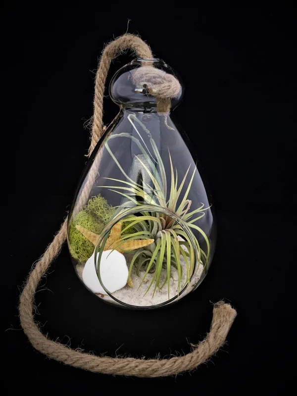 Hanging Air Plant Terrarium Kit – Coastal Decor – Live Air Plants – 7x6 Inch Glass - Image 2