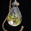 Hanging Air Plant Terrarium Kit – Coastal Decor – Live Air Plants – 7x6 Inch Glass - Image 1
