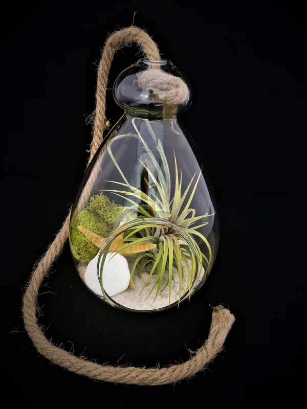 Hanging Air Plant Terrarium Kit – Coastal Decor – Live Air Plants – 7x6 Inch Glass - Image 1
