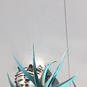 Hanging Air Plant Tillandsia | Black Murex Shell Planter | Live Indoor Plant - Image 2
