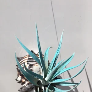 Hanging Air Plant Tillandsia | Black Murex Shell Planter | Live Indoor Plant - Image 3