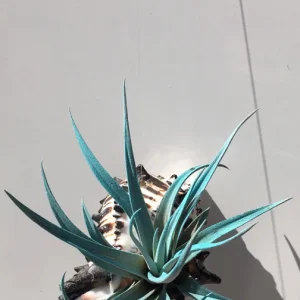 Hanging Air Plant Tillandsia | Black Murex Shell Planter | Live Indoor Plant - Image 4