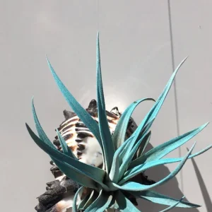Hanging Air Plant Tillandsia | Black Murex Shell Planter | Live Indoor Plant - Image 5