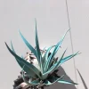 Hanging Air Plant Tillandsia | Black Murex Shell Planter | Live Indoor Plant - Image 1