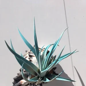 Hanging Air Plant Tillandsia | Black Murex Shell Planter | Live Indoor Plant - Image 1