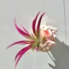 Hanging Air Plant Tillandsia in Pink Murex Seashell Planter Decor - Image 1