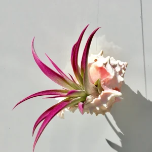 Hanging Air Plant Tillandsia in Pink Murex Seashell Planter Decor - Image 1