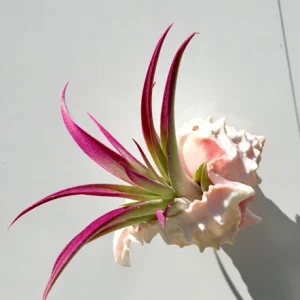 Hanging Air Plant Tillandsia in Pink Murex Seashell Planter Decor - Image 2