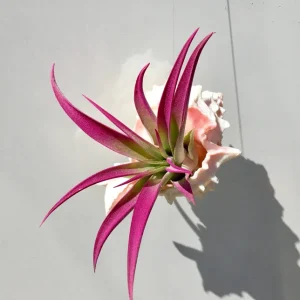 Hanging Air Plant Tillandsia in Pink Murex Seashell Planter Decor - Image 3