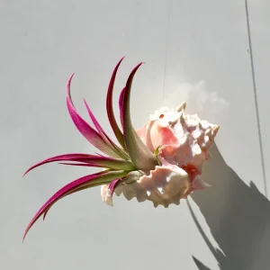 Hanging Air Plant Tillandsia in Pink Murex Seashell Planter Decor - Image 4