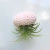 Hanging Sea Urchin Planter with Air Plant Terrarium - Indoor Decor - Image 1