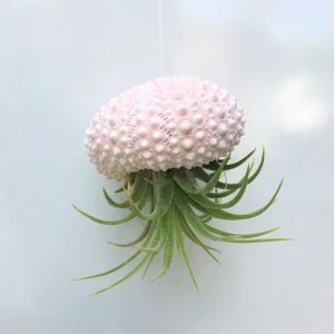 Hanging Sea Urchin Planter with Air Plant Terrarium - Indoor Decor - Image 1