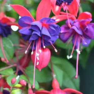 Hardy Fuchsia Purple Flower Live Plant – 4 inch Pot – Outdoor - Image 2
