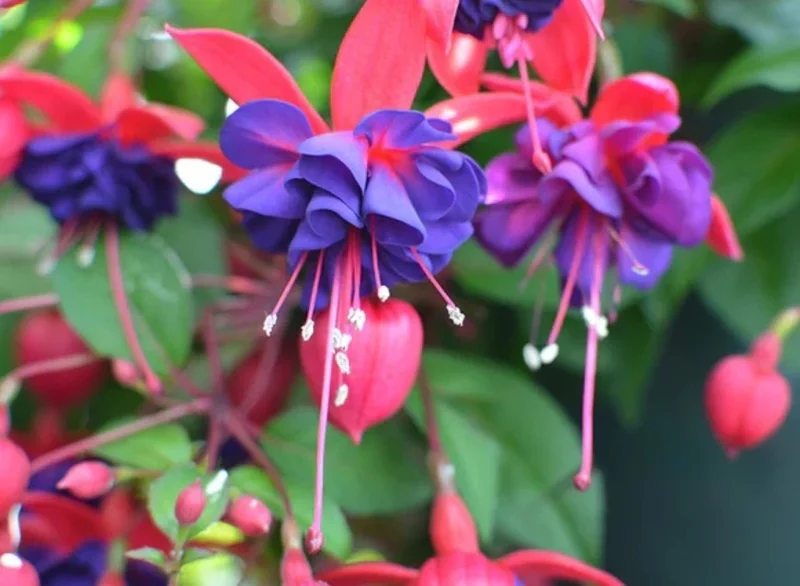 Hardy Fuchsia Purple Flower Live Plant – 4 inch Pot – Outdoor - Image 2