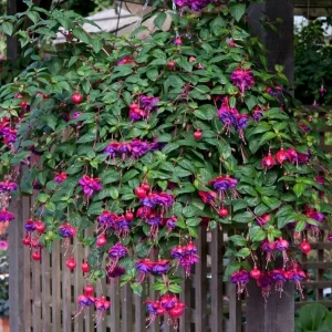 Hardy Fuchsia Purple Flower Live Plant – 4 inch Pot – Outdoor - Image 3