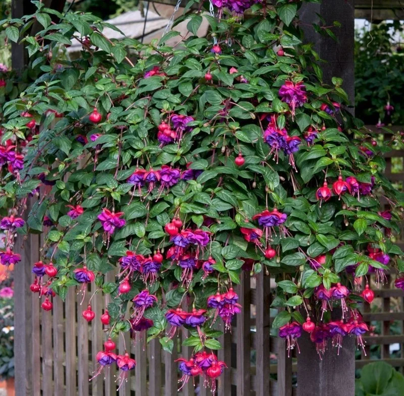 Hardy Fuchsia Purple Flower Live Plant – 4 inch Pot – Outdoor - Image 3